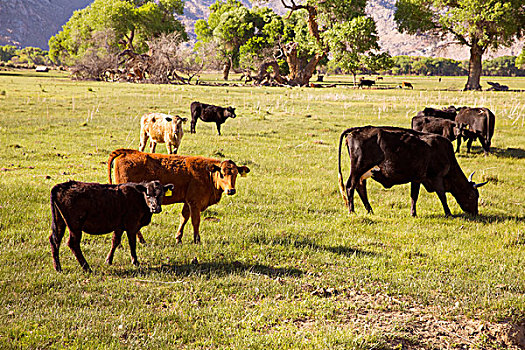 母牛,牛,放牧,放松,加利福尼亚,草地