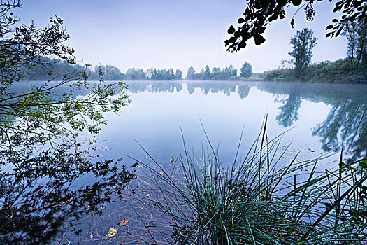水,湖,雾,早晨,蓝色,岸边,植被,树,叶子,反射