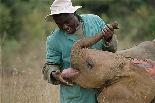 非洲象,婴儿,玩,孤儿院,东察沃国家公园,肯尼亚