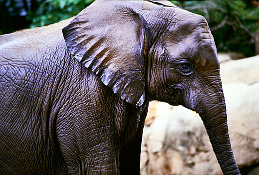大象,非洲大象