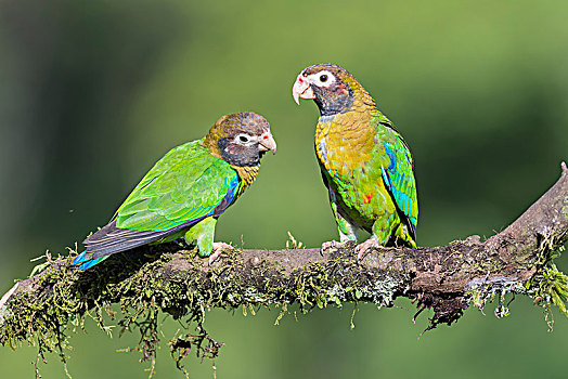 鹦鹉,坐在树上,省,阿拉胡埃拉,哥斯达黎加,中美洲