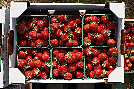 收获,草莓,农场,安大略省,加拿大