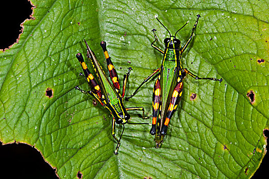 蝗虫,国家公园,亚马逊雨林,厄瓜多尔,南美