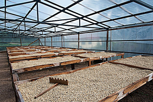 咖啡种植园,洪都拉斯