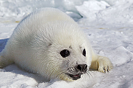 鞍纹海豹,幼仔,冬天,北方,加拿大