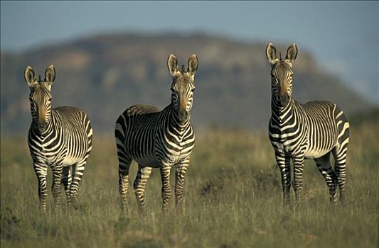三个,山,斑马,风景,斑马山国家公园,南非