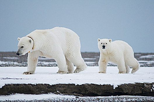 美国,阿拉斯加,北方,斜坡,区域,北极圈,国家野生动植物保护区,北极熊,母熊,幼兽,走,冰冻,向上