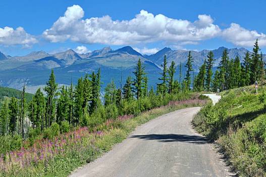 山路,道路,地区,阿尔泰,共和国