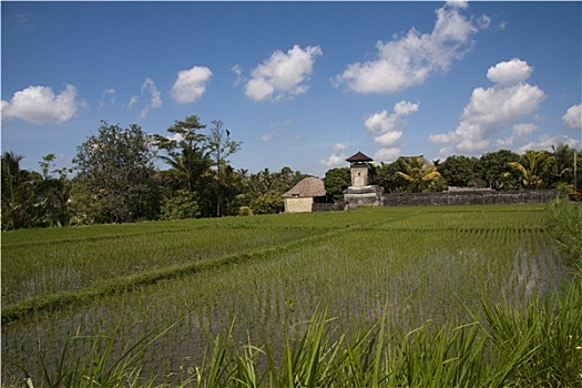 农舍,稻田,巴厘岛