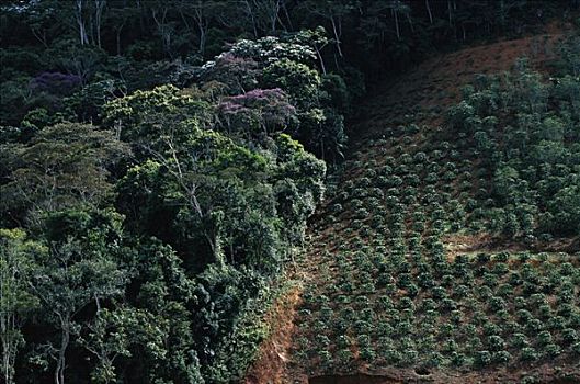 咖啡种植园,大西洋,树林,生态系统,巴西