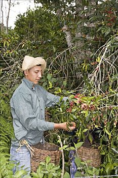 男人,收获,咖啡豆,种植园,庄园,卡门,安第斯山,委内瑞拉,南美