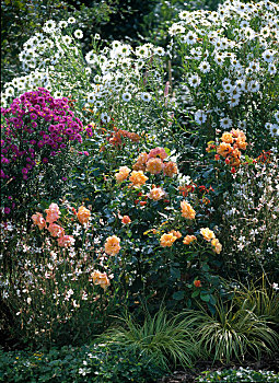 花坛,多年生植物,玫瑰,粉色,龙舌兰,床