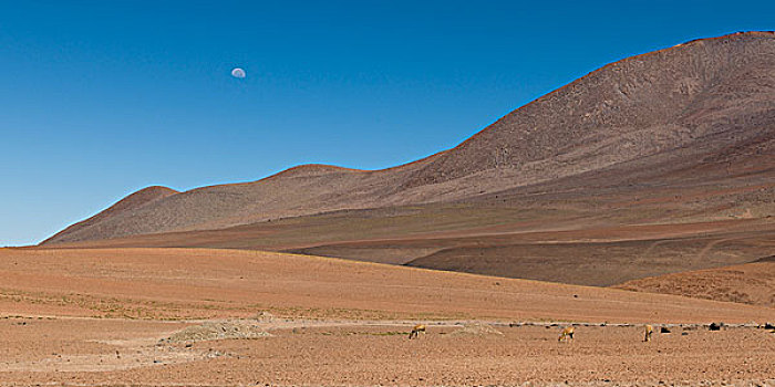 风景,荒漠景观,盐湖,阿塔卡马沙漠,佩特罗,省,安托法加斯塔大区,智利