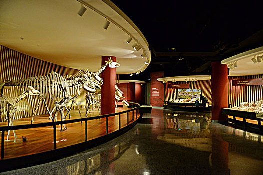 上海自然博物馆生物的进程展览