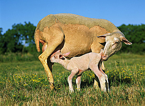 家羊,母羊,羊羔,吸吮