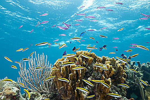 彩色,鱼,热带,珊瑚礁