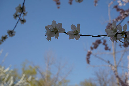 樱花