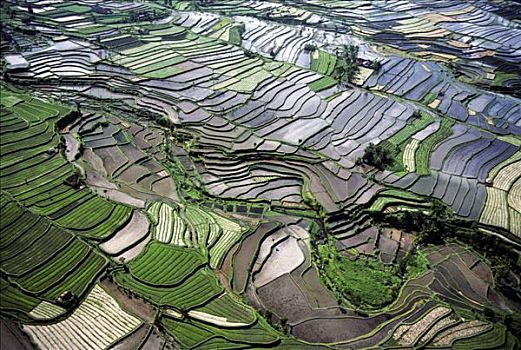 稻米,培育,稻米梯田,巴厘岛,印度尼西亚