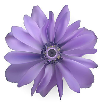 紫色,银莲花,花,矢量,插画