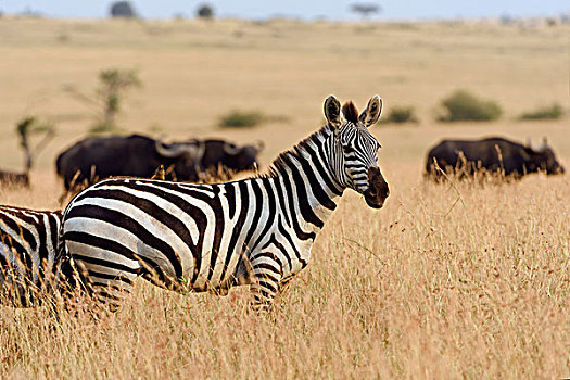 斑马,马,站立,高草,夜光,马赛马拉国家保护区,肯尼亚,非洲
