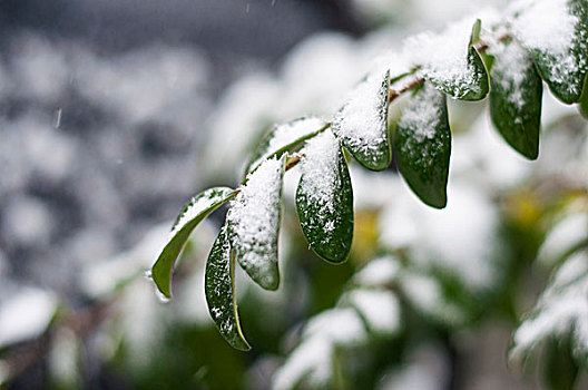 雪天的植物