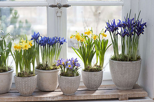 春天,窗台,蓝色,和谐
