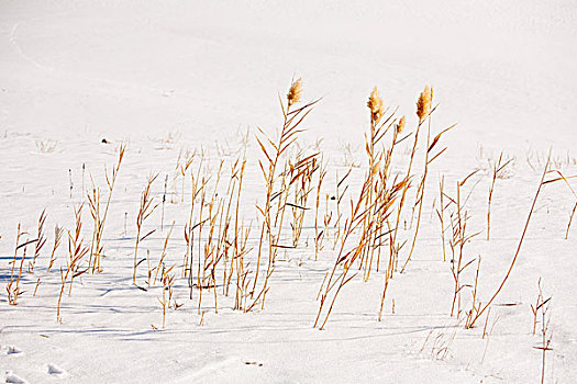 冬景色,芦苇,雪地