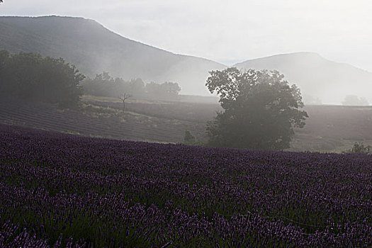 法国,普罗旺斯,薰衣草种植区,早,早晨,风暴,雾气