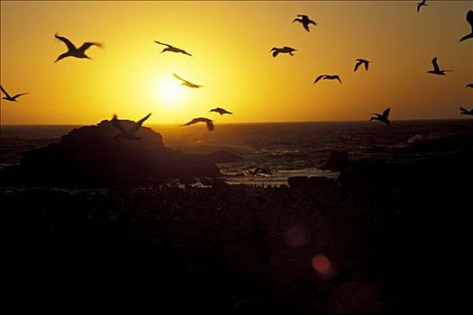 南非鲣鸟,塘鹅,日落,兰伯特湾,南非