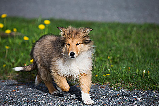 柯利犬,苏格兰,小狗,白色,跑,路线,萨尔茨堡,奥地利,欧洲