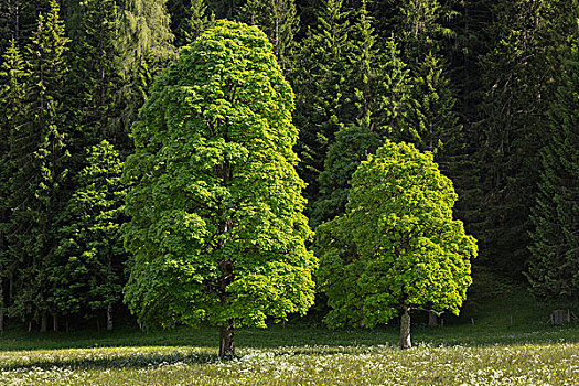 大槭树,施蒂里亚,奥地利