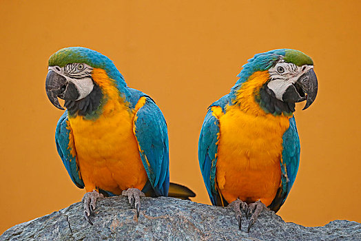 两个,蓝黄金刚鹦鹉,黄蓝金刚鹦鹉,坐,靠近,相互,俘获,德国,欧洲