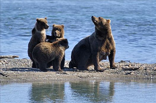 棕熊,母兽,三个,幼兽,布鲁克斯河,国家公园,阿拉斯加,美国