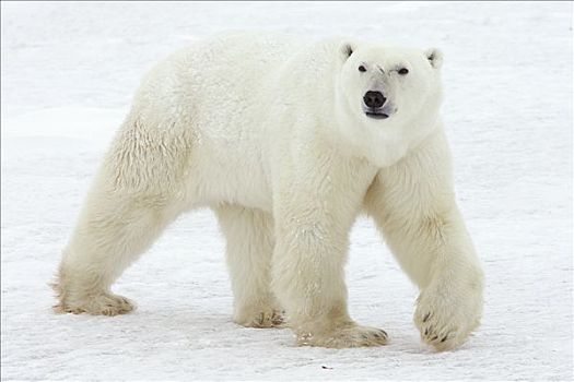 北极熊,旅行,哈得逊湾,海岸,加拿大