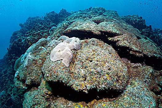 珊瑚,礁石,毁坏,沉积物,风暴,圣卢西亚,向风群岛,小安的列斯群岛,加勒比海