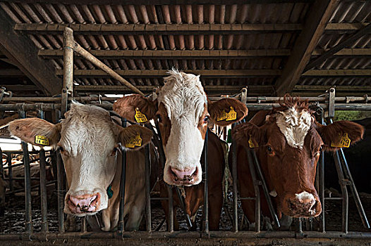 三个,乳业,母牛,训练,畜栏,看穿,进食,栅栏,巴伐利亚,德国,欧洲