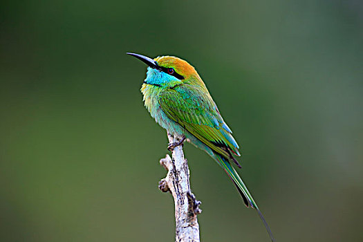 绿色,食蜂鸟,成年,坐,枝条,暸望,国家公园,斯里兰卡,亚洲