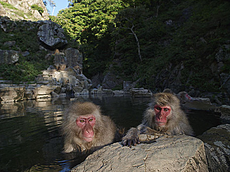 日本猕猴,雪猴,一对,日本