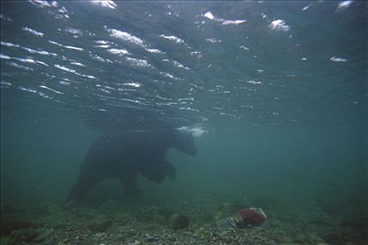 大灰熊,棕熊,水下,三文鱼,布鲁克斯河,卡特麦国家公园,阿拉斯加