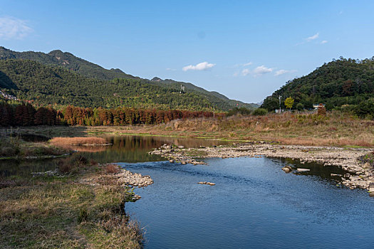 小芝红杉林,小芝红树林