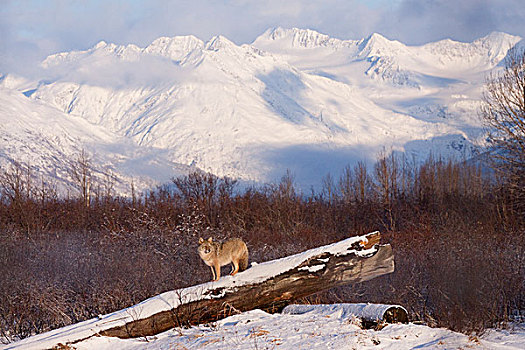 俘获,丛林狼,站立,积雪,原木,景色,雪盖,山峦,背景,阿拉斯加野生动物保护中心,阿拉斯加,冬天