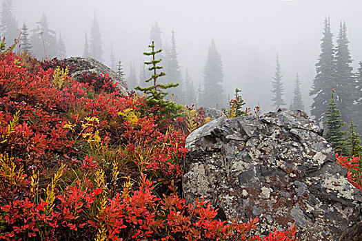 雷尼尔山国家公园,秋天,雾