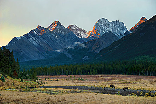 驼鹿,放牧,日落,山峦,背景,艾伯塔省,加拿大