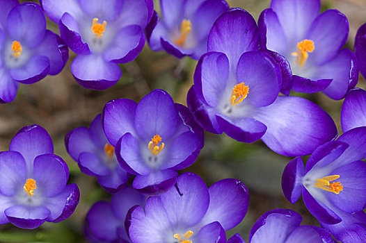 美国,华盛顿,贝尔维尤,紫色,藏红花