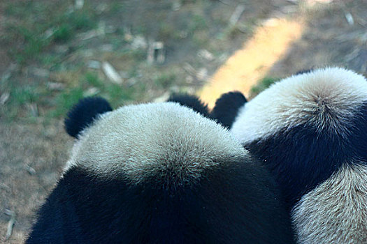 国宝,熊猫
