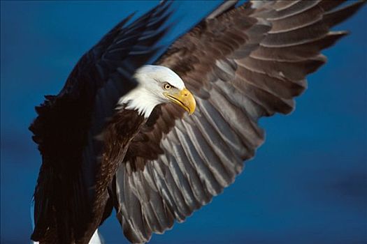 白头鹰,飞行,肯奈半岛,阿拉斯加