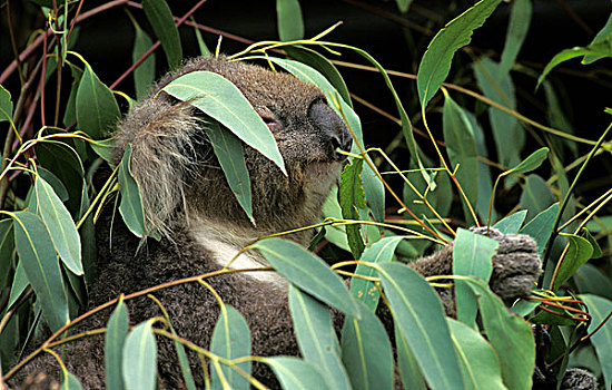 树袋熊,成年,吃,桉树,叶子,澳大利亚