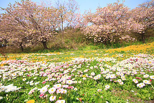 樱花