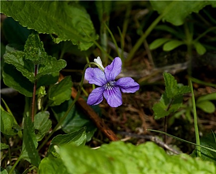 紫罗兰,野花