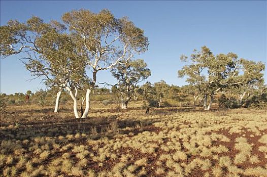 风景,橡胶树,卡瑞吉尼国家公园,区域,西澳大利亚